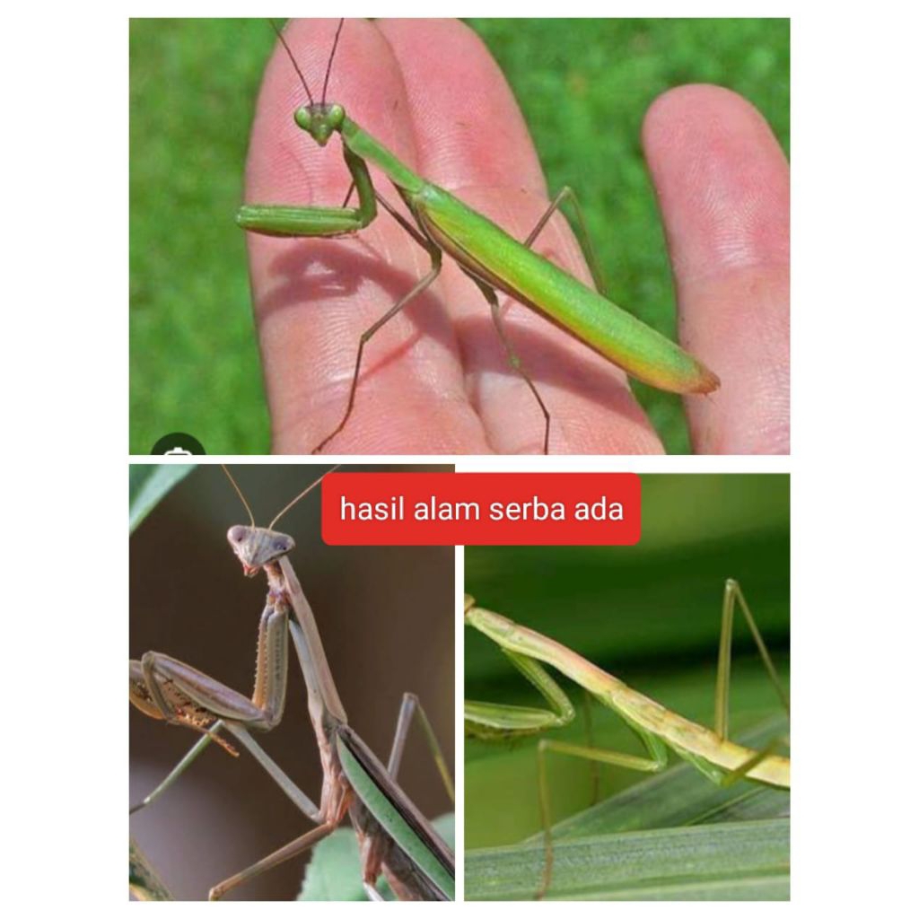 koleksi belalang sembah tendora sinensis sungguhan