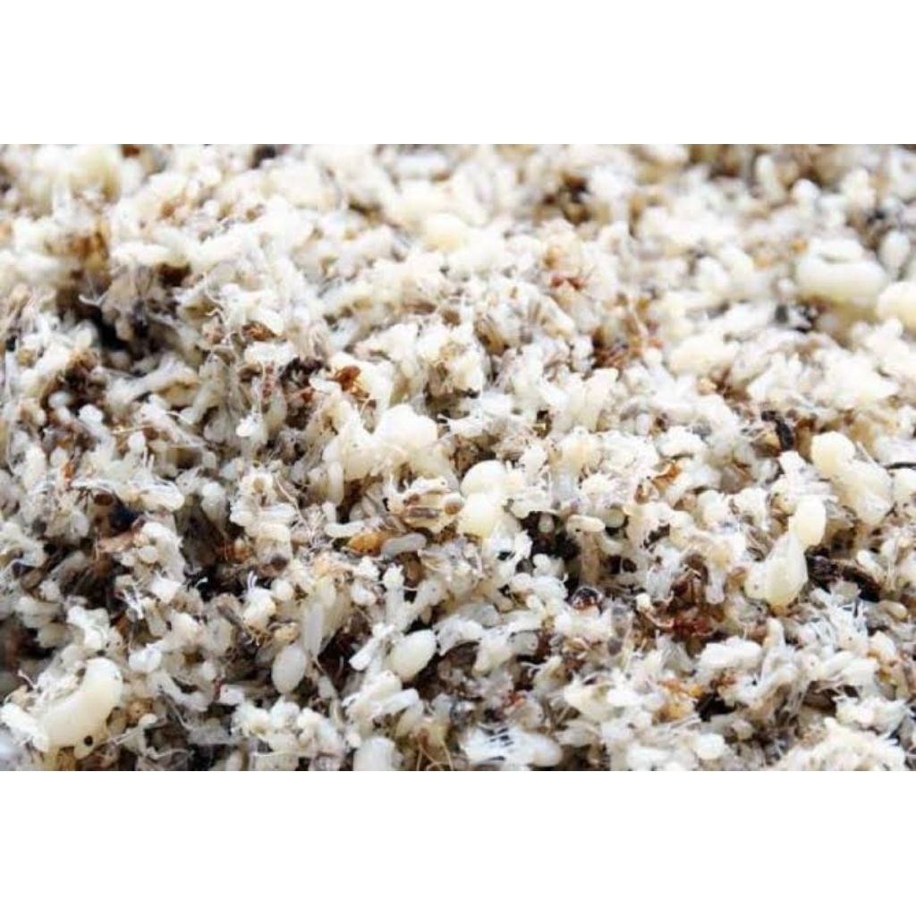 KROTO KERING MAKANAN BURUNG