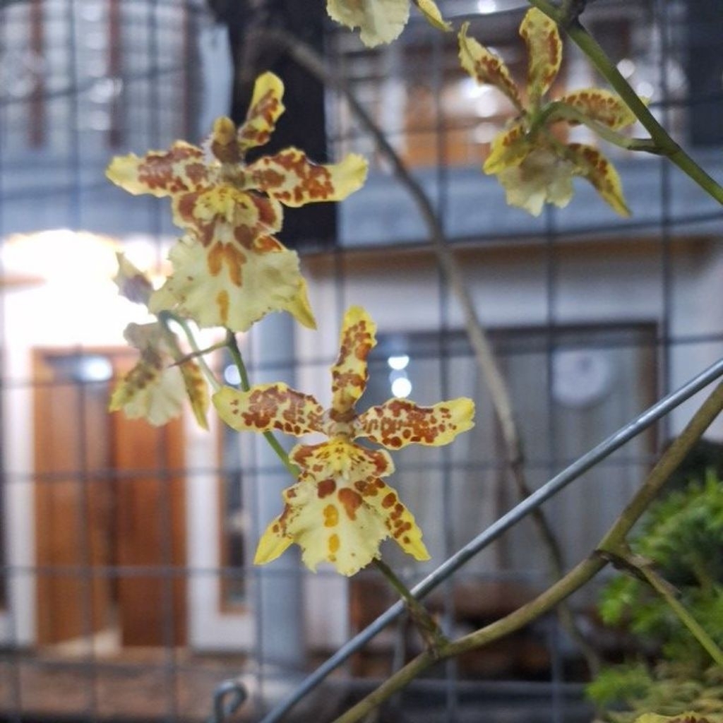 oncidium