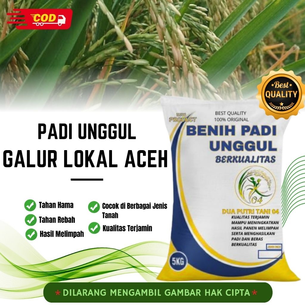bibit PADI GALUR LOKAL ACEH kemasan 5kh