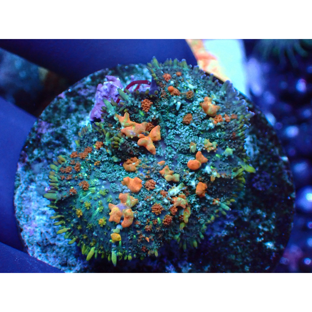 jamur balon bounce mushroom hiasan aquarium