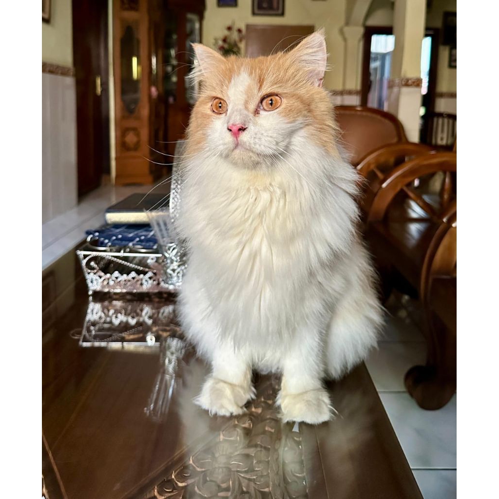 Shampo Kucing anti Kutu, anti Rontok dan anti Jamur