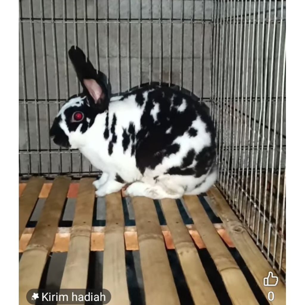 Indukan Kelinci REX Jantan Asli Rex bulu karpet tebal halus banget sehat bersih dan penurut Usia 4-5