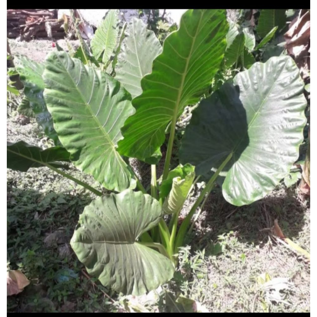 tanaman hias keladi/sente/lompong