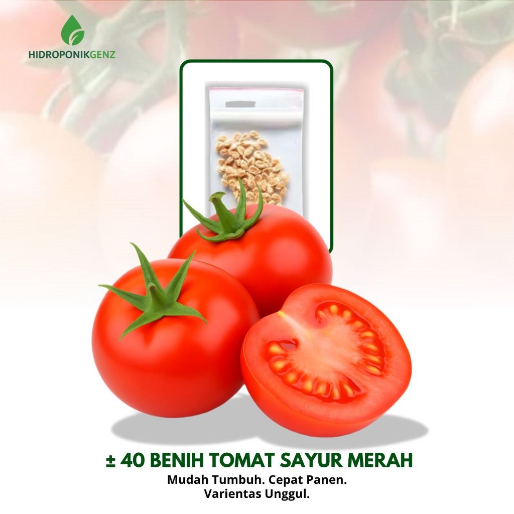 Benih Tomat | Benih Tomat sayur unggul | benih tomat sayur merah unggul - 40 bibit