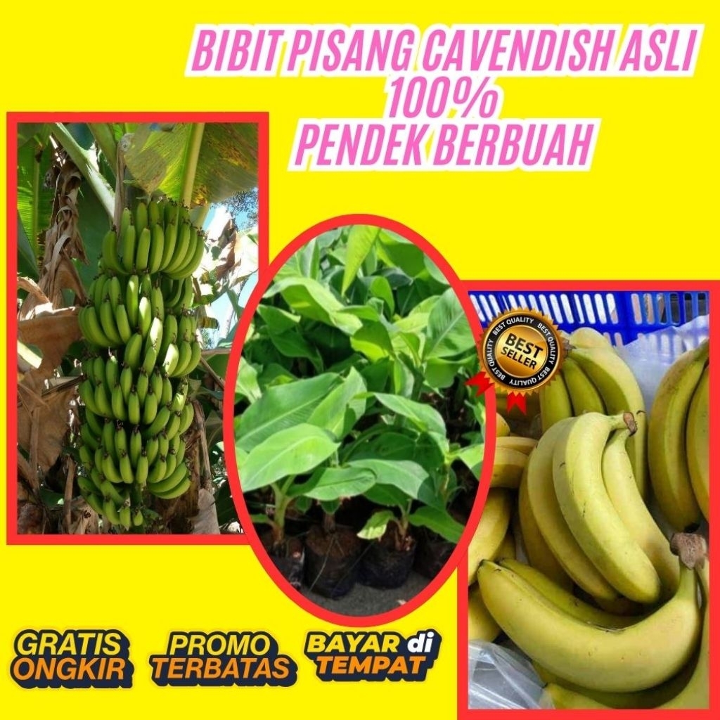 ASLI  Bibit Pisang Cavendish Harga  Bibit Pisang Cavendish Kultur Jaringan Bibit Pisang Cavendish Ku
