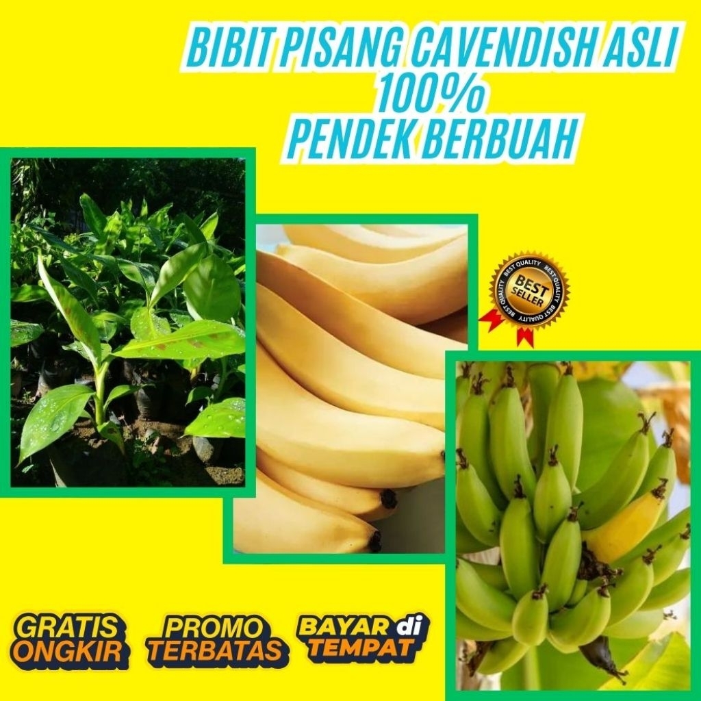 TERBUKTI ASLI  Pohon Pisang Cavendish Kuning  Pohon Pisang Cavendish Mini  Pohon Pisang Cavendish Pe