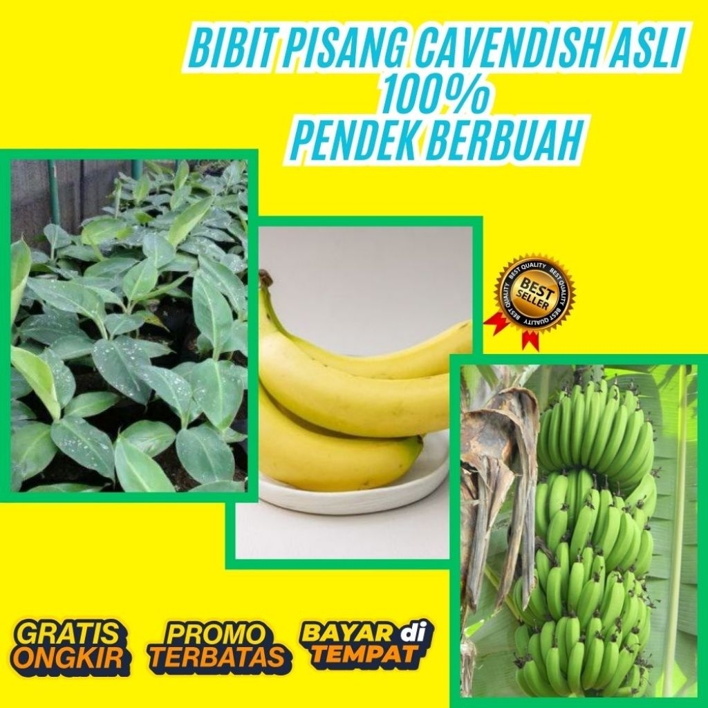 TERPERCAYA  Pohon Pisang Cavendish Pendek  Pohon Pisang Cavendish Sunpride  Pohon Pisang Cavendish Y
