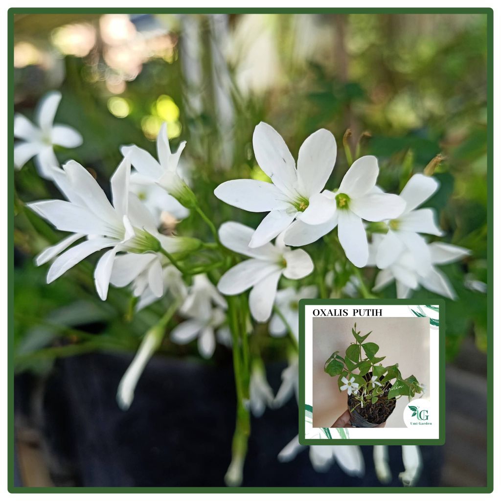 Tanaman Hias Oxalis Kupu Kupu Butterfly  Daun Hijau Bunga Putih