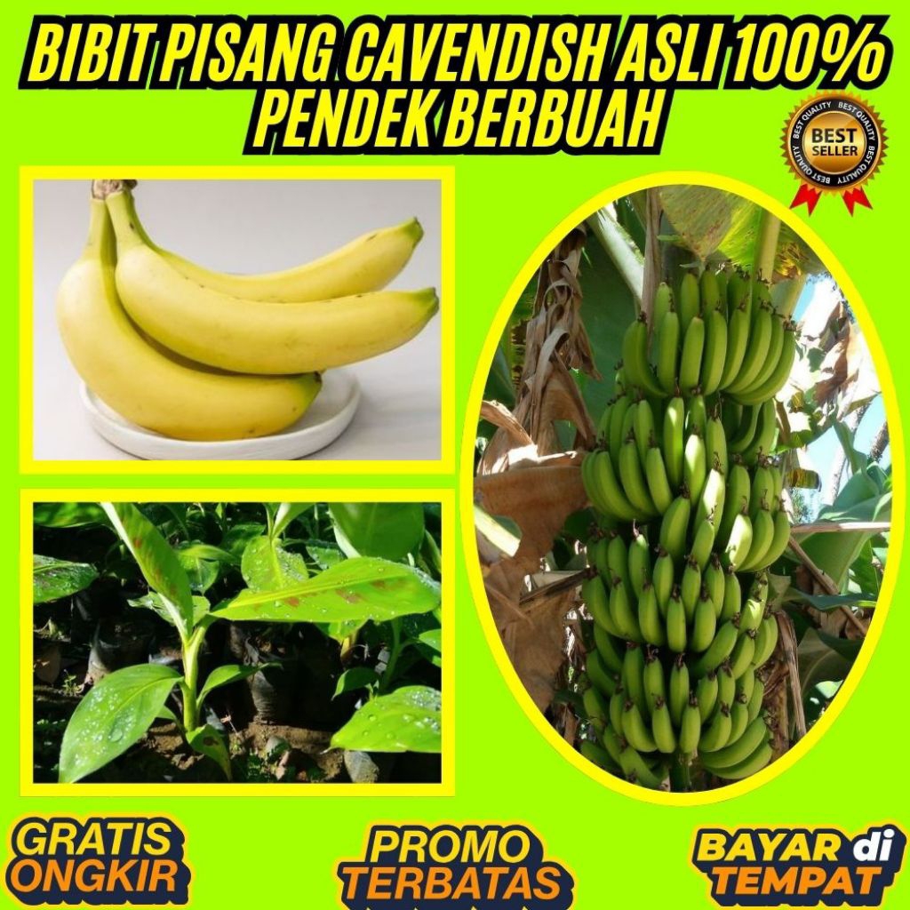 TERBUKTI ASLI  Pohon Pisang Cavendish Kuning Pohon Pisang Cavendish Mini