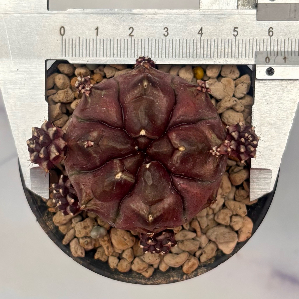 Kaktus Cantik Besar Gymno Day Dream Ownroot DD DayDream