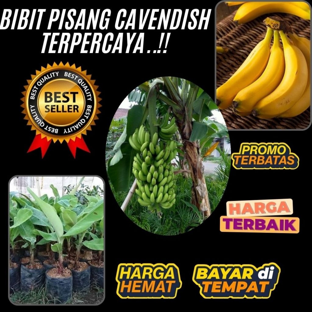 GRATIS ONGKIR  Bibit Pisang Cavendish Shopee Bibit Pisang Cavendish Super  Bibit Pisang Cavendish Te