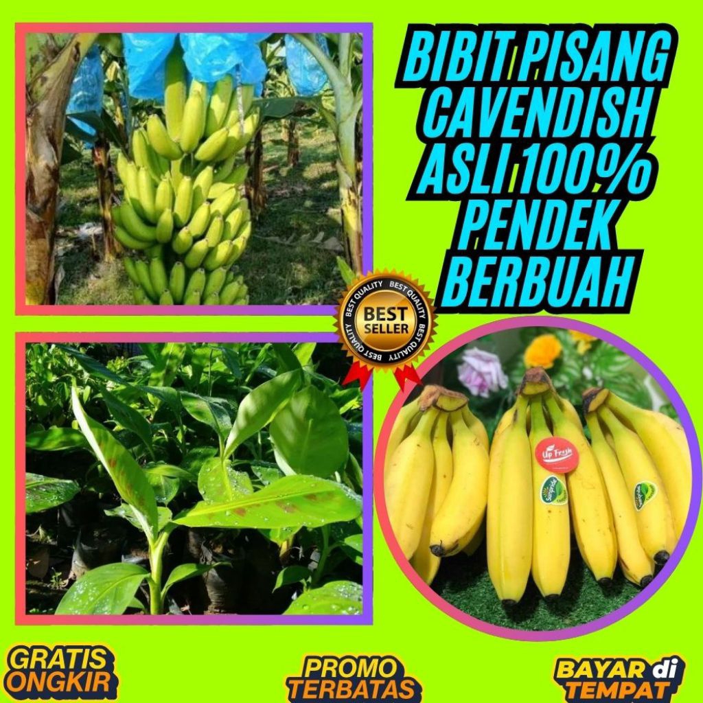 BIBIT SUPER !! Benih Pisang Cavendish Di Dalam Pot Benih Pisang Cavendish Kuning