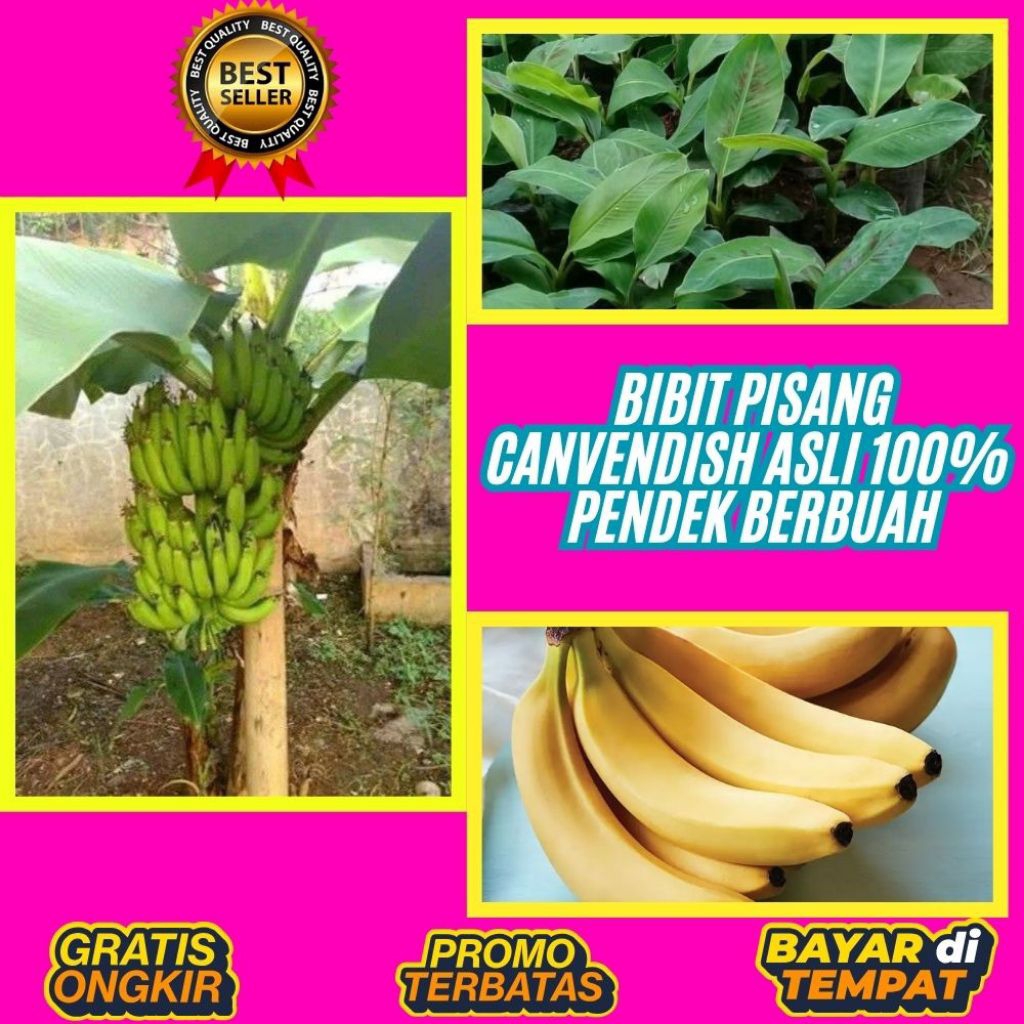 STOK TERBATAS  Bibit Pisang Cavendish Cj40  Bibit Pisang Cavendish Foto  Bibit Pisang Cavendish G9