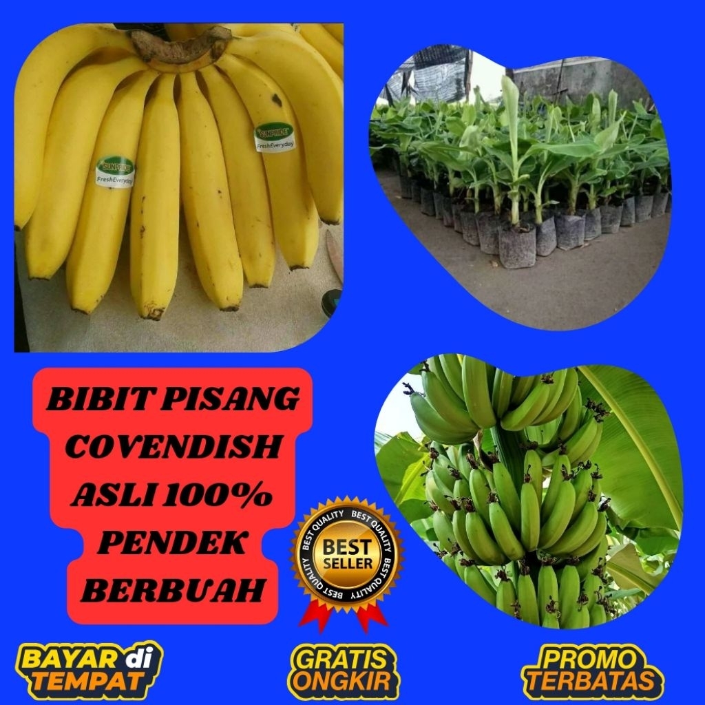 STOK TERBATAS  Benih Pisang Cavendish Mini  Benih Pisang Cavendish Pendek