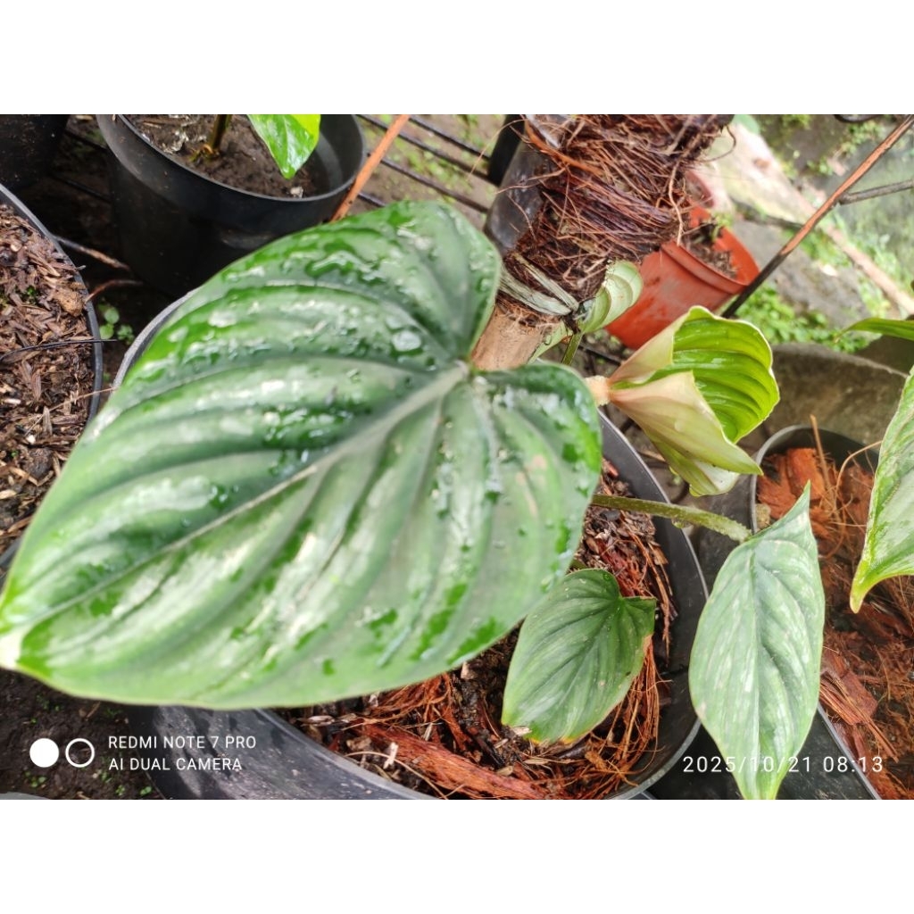 philodendrone plowmani