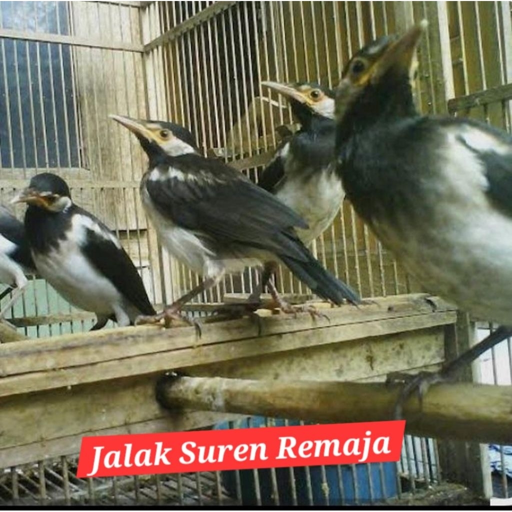 jalak suren jawa remaja jantan