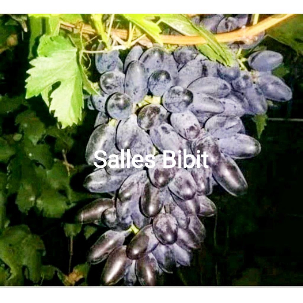 BIBIT ANGGUR IMPORT GOSV unggul