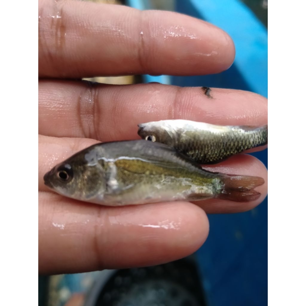 ikan mas pakan ikan predator