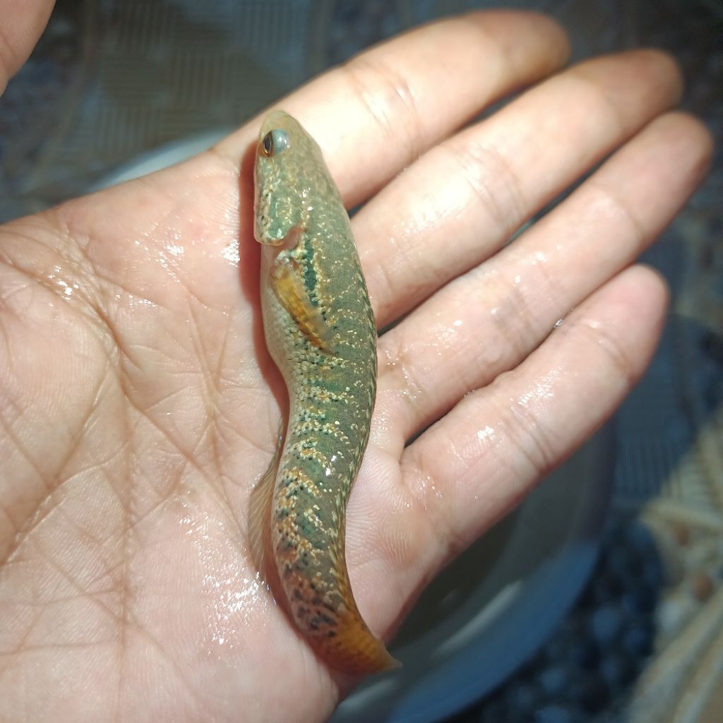 Cana Asiatika RSP Kalimaya size 5-6cm