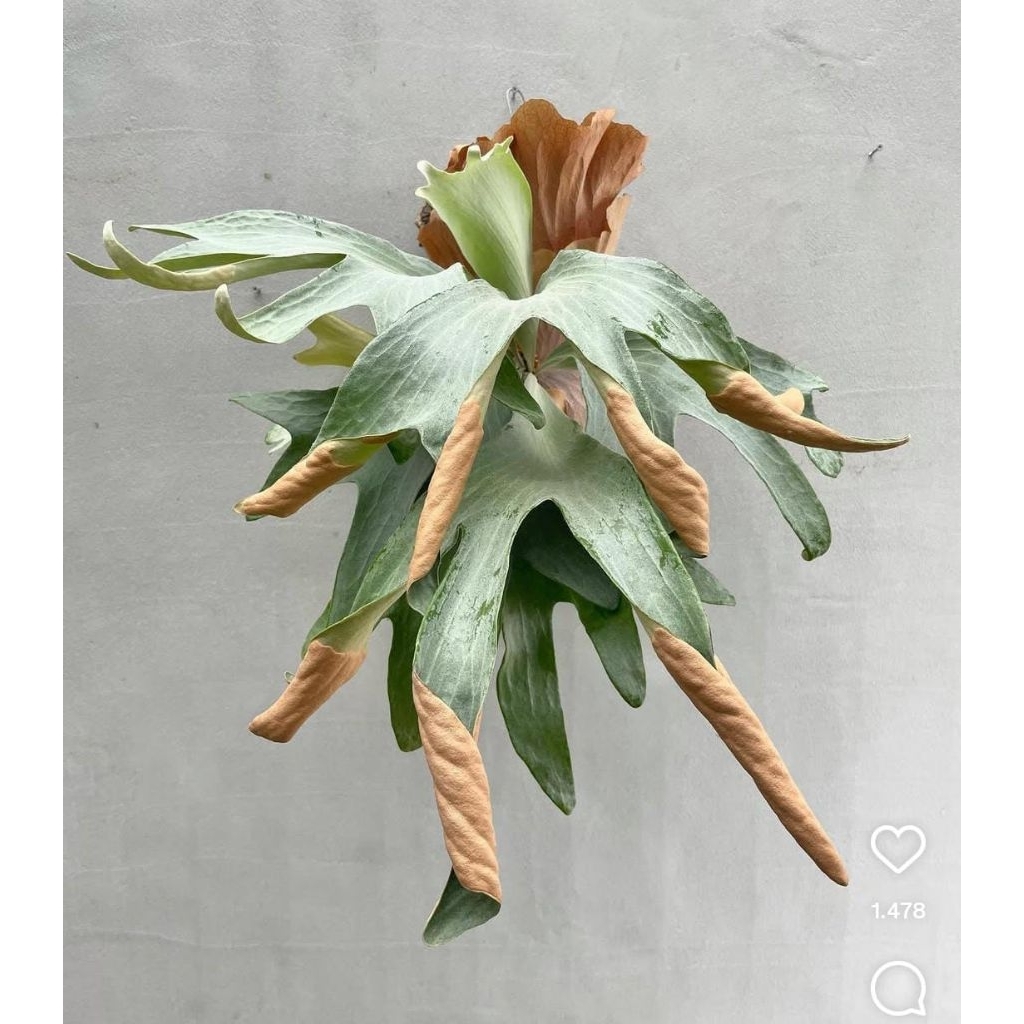 Platycerium Tornado pup