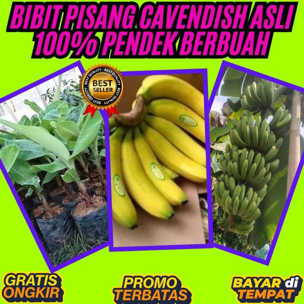 BISA PARTAI  Benih Pisang Cavendish Berbuah  Benih Pisang Cavendish Dalam Pot  Benih Pisang Cavendis