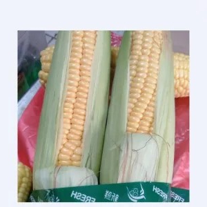 jagung manis 1kg