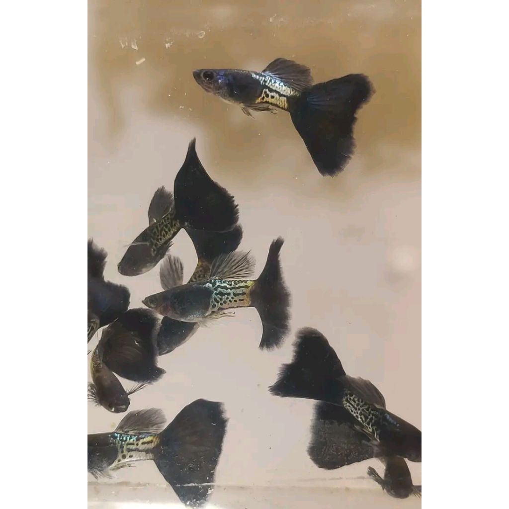 OBAT IKAN GUPPY MSSBT