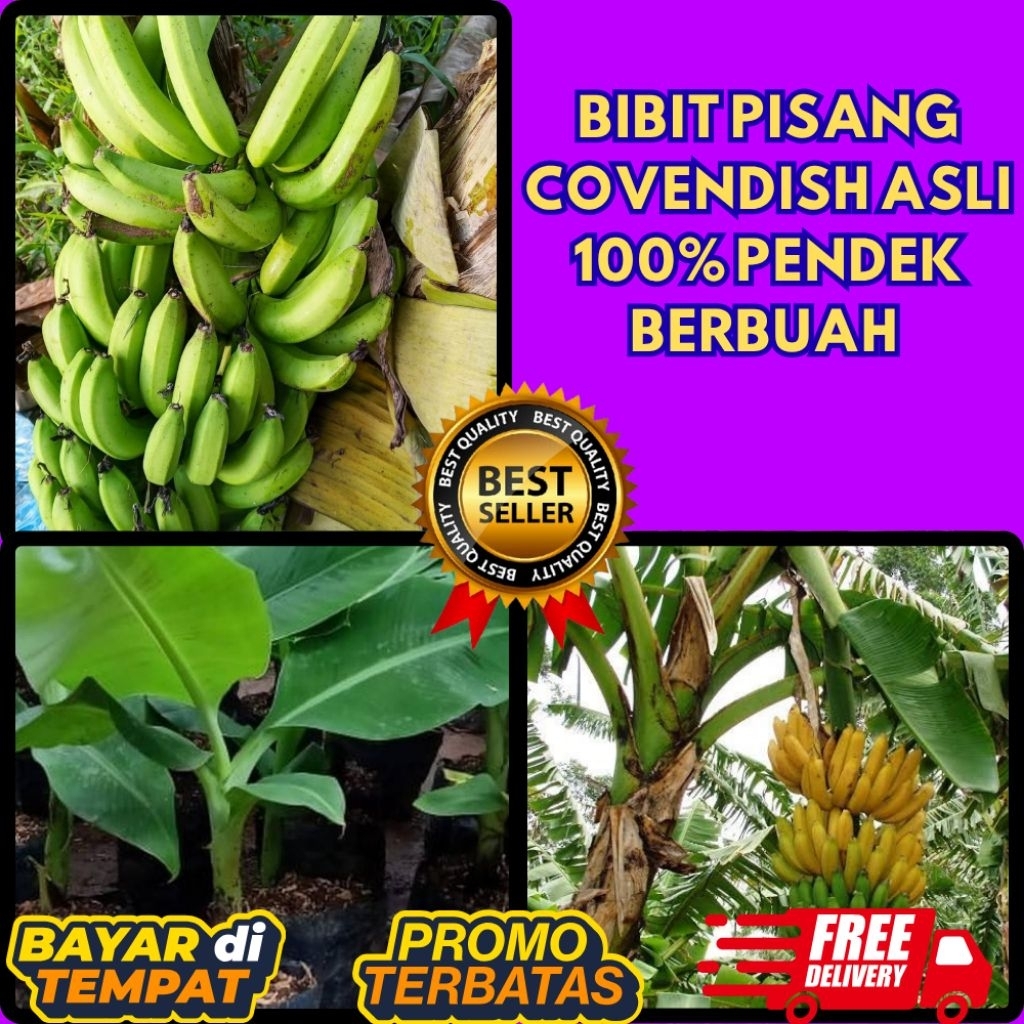 TERBUKTI ASLI !! Bibit Pisang Cavendish G9