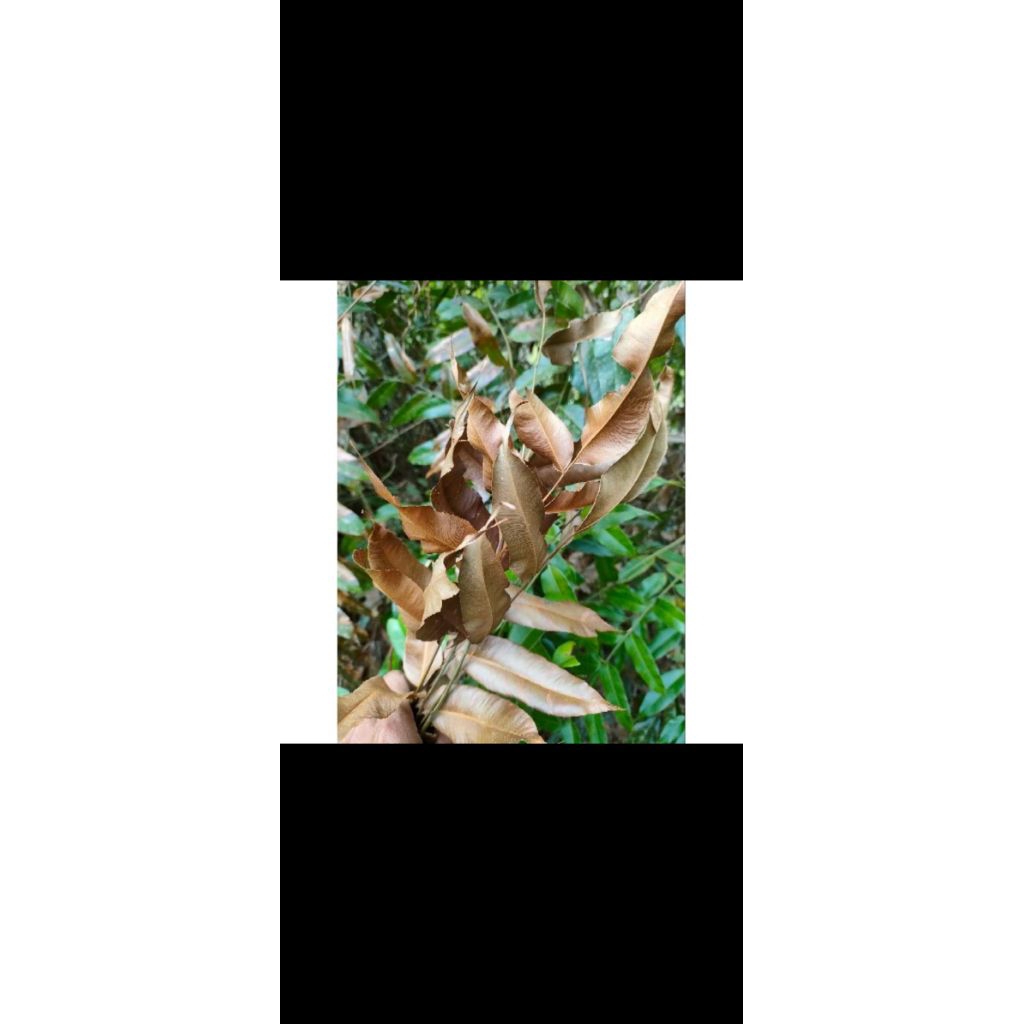 ready daun kelakai kering 1kilo