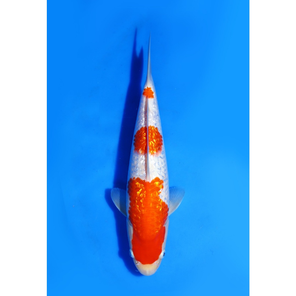 Koi Import Ginrin Kohaku Marudo Koi Farm Size 31 cm