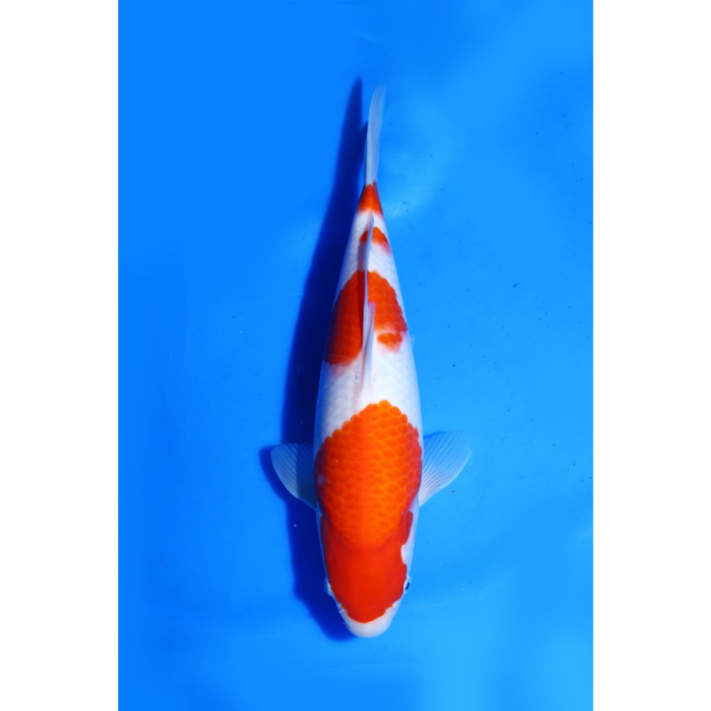 Koi Import Kohaku Marudo Koi Farm Size 31 cm