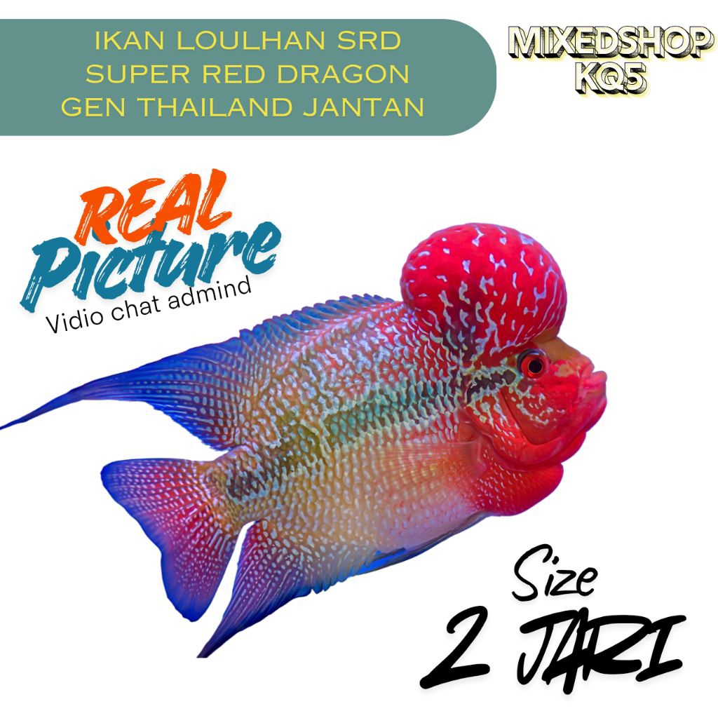 [BELI 10 BONUS 1EKOR] ikan louhan srd gen import Thailand size 2-3jari khusus  instan , FREE 1 PCS P