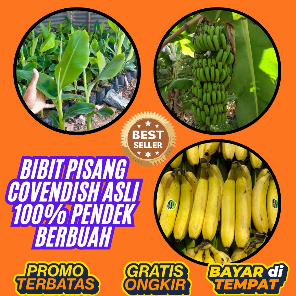 ASLI  Pohon Pisang Cavendish Mini