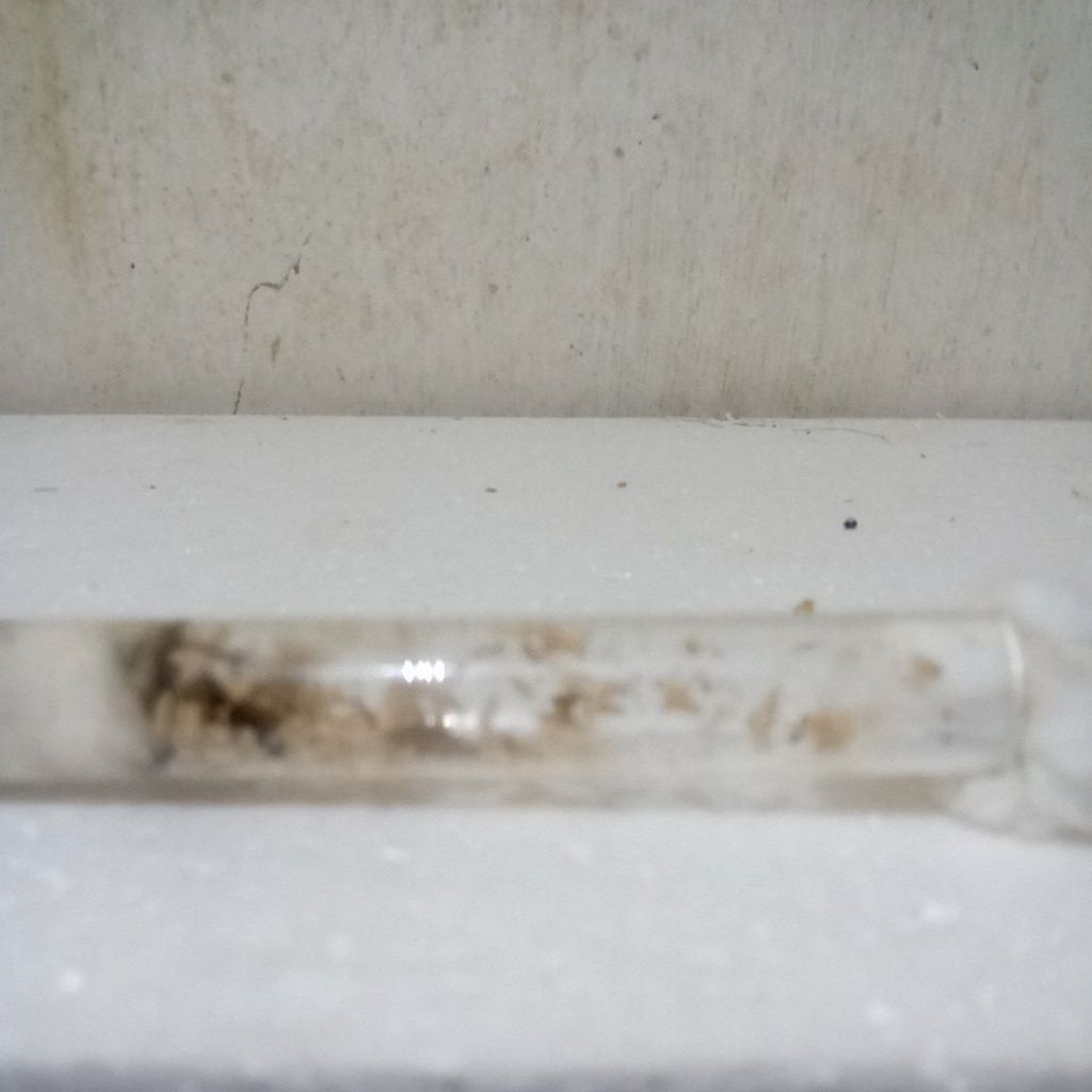 Ratu semut kuning gila isi 2 ratu