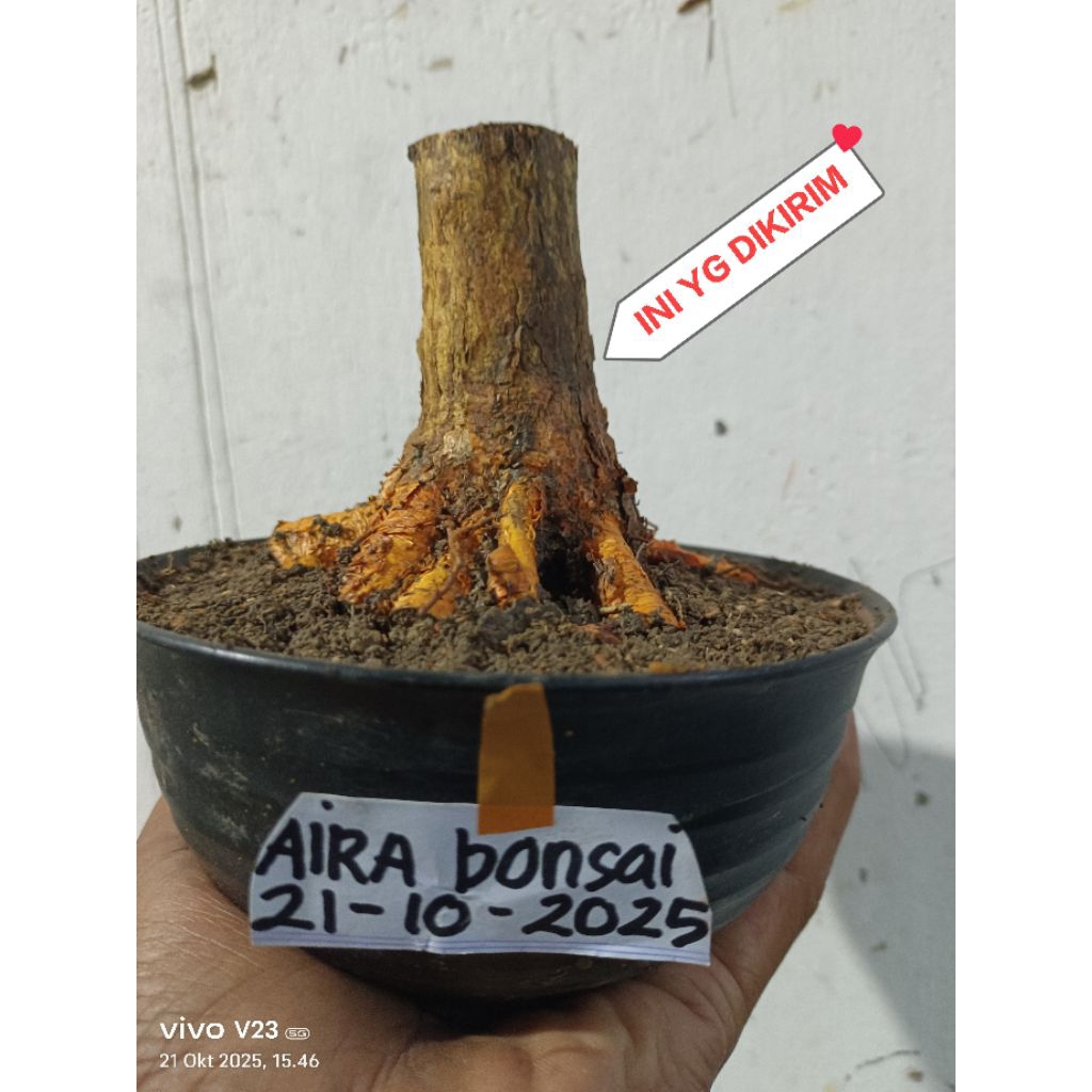 bahan bonsai sisir dongkelan