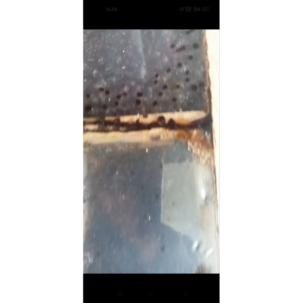 BIBIT MADU TRIGONA/KLENCENG JENIS LEVICEP