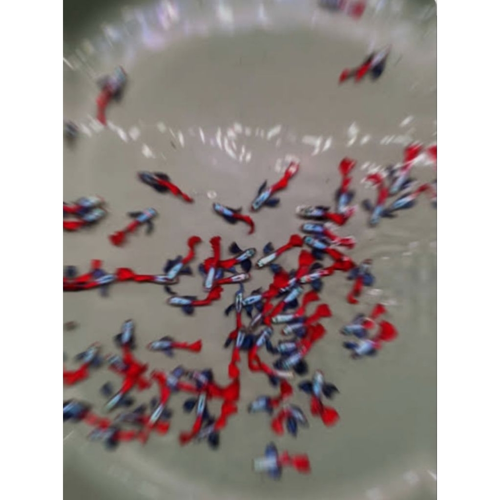 GUPPY_PRTDE_1_PASANG_INDUKAN,SIAP, BREADING
