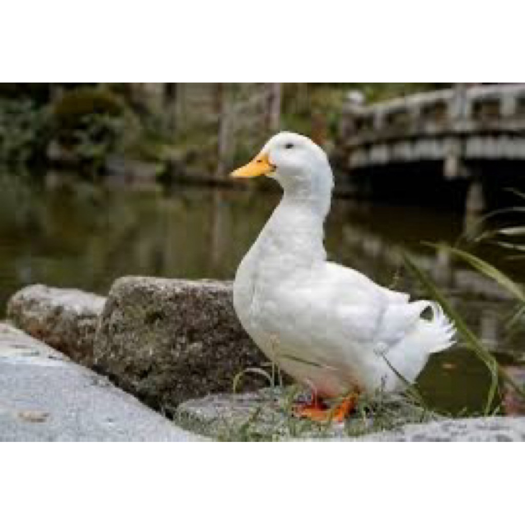 TELUR BEBEK PEKING UNTUK FI TETASKAN