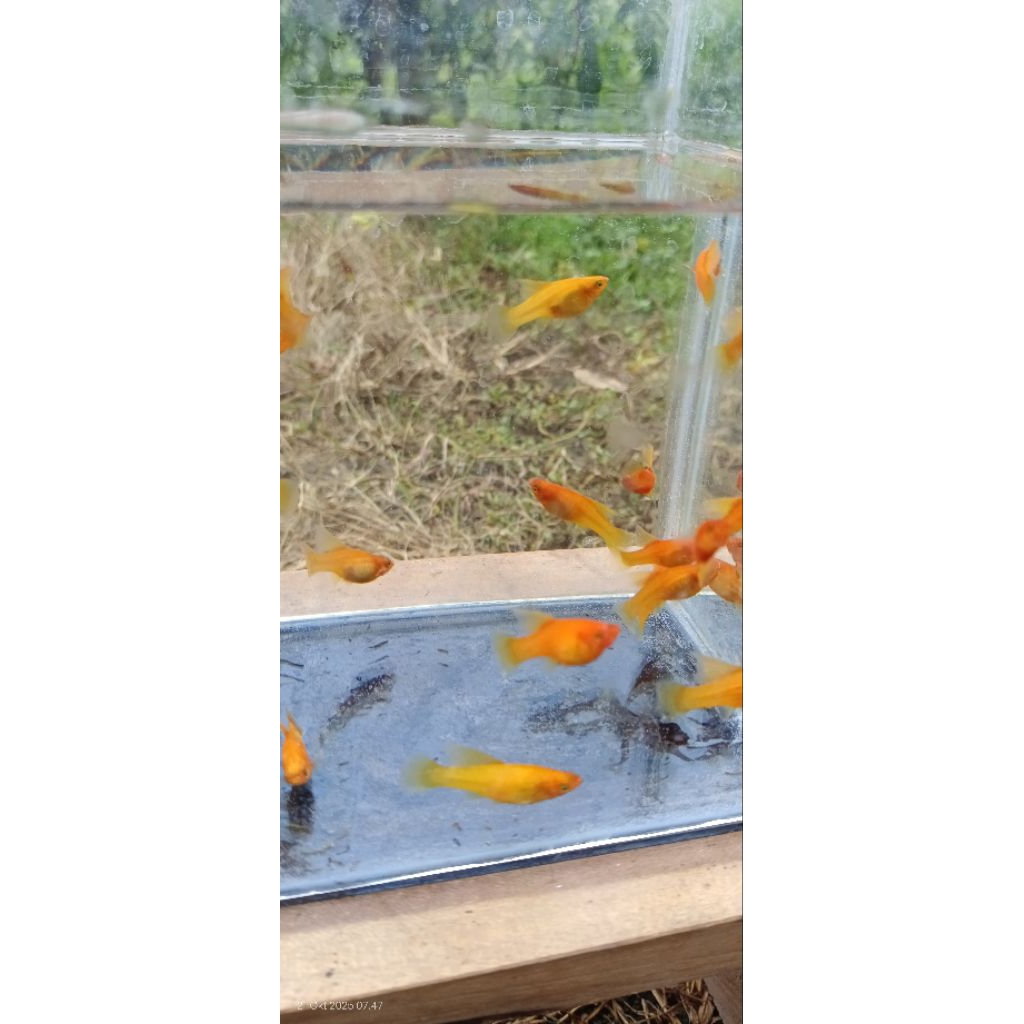 Dekorasi Aquarium Platy variatus sunrise highfin 1 pasang dewasa