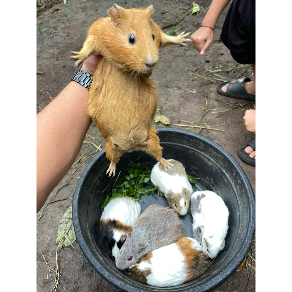 Marmut hias american guinea pig