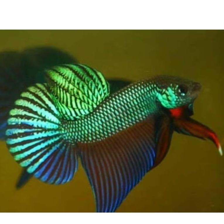 Wild Betta Mahachai,smaragdina