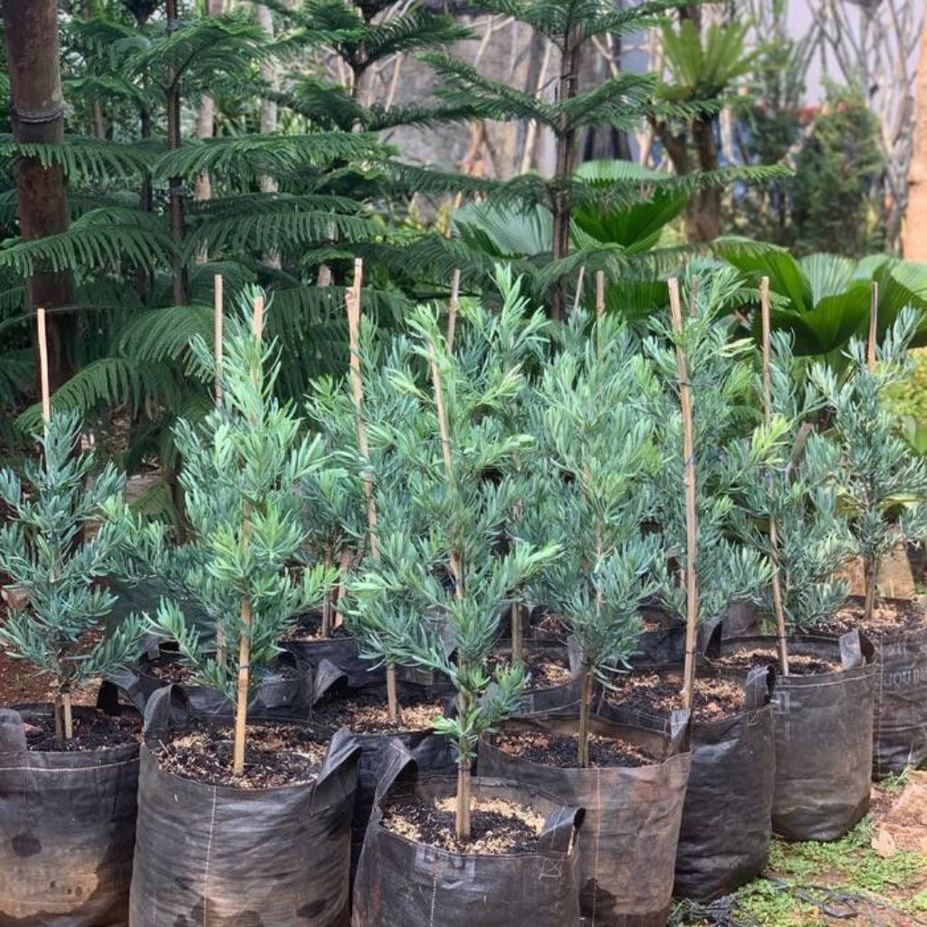 Tanaman hias Lohansung blueice - lohansung silver