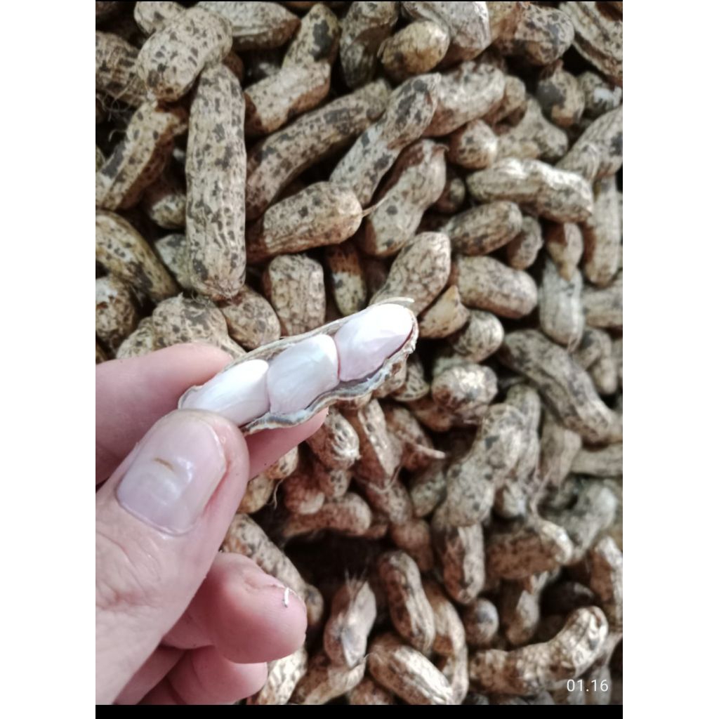 kacang mentah 1kg-kacang-tanah-mentah