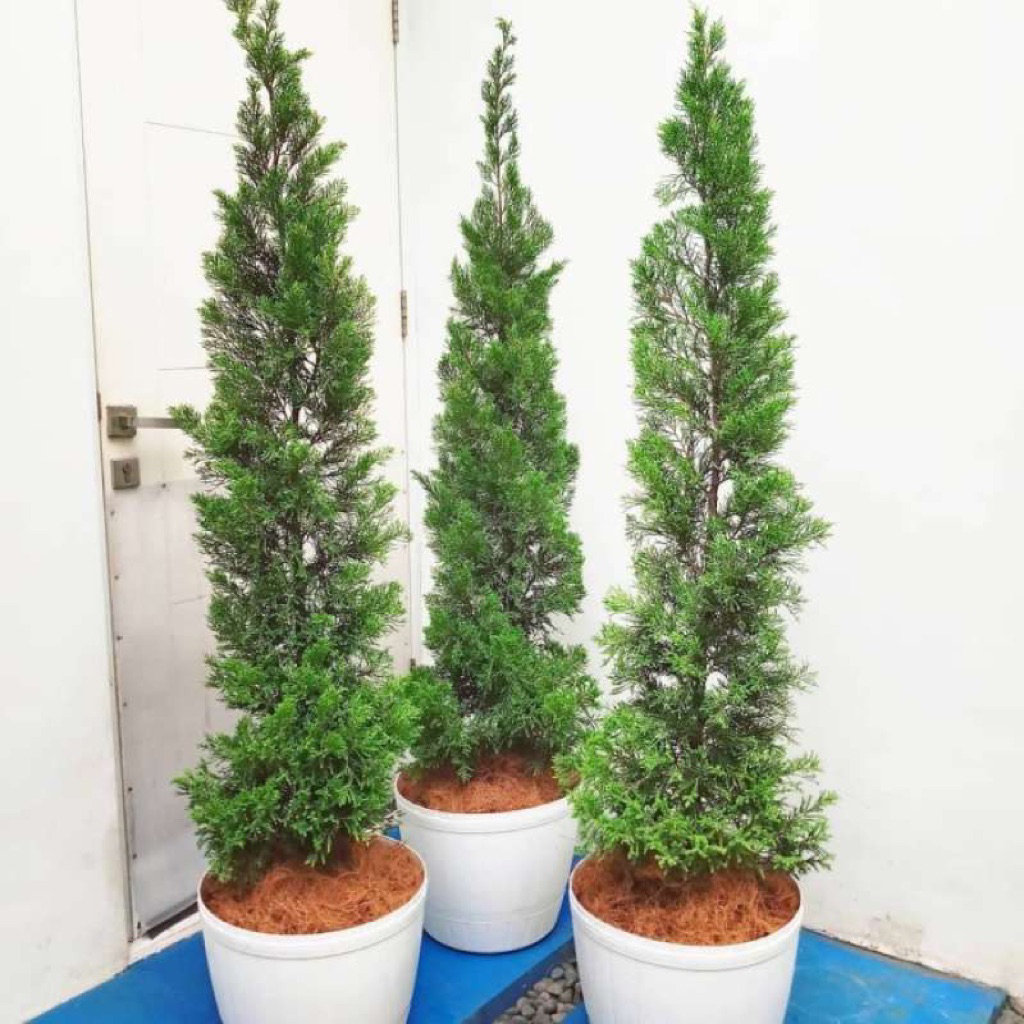 (BISA COD) PROMO Tanaman hias cemara lilin  tinggi 35-45cm tanaman hias cemara cemara lilin Cemara N