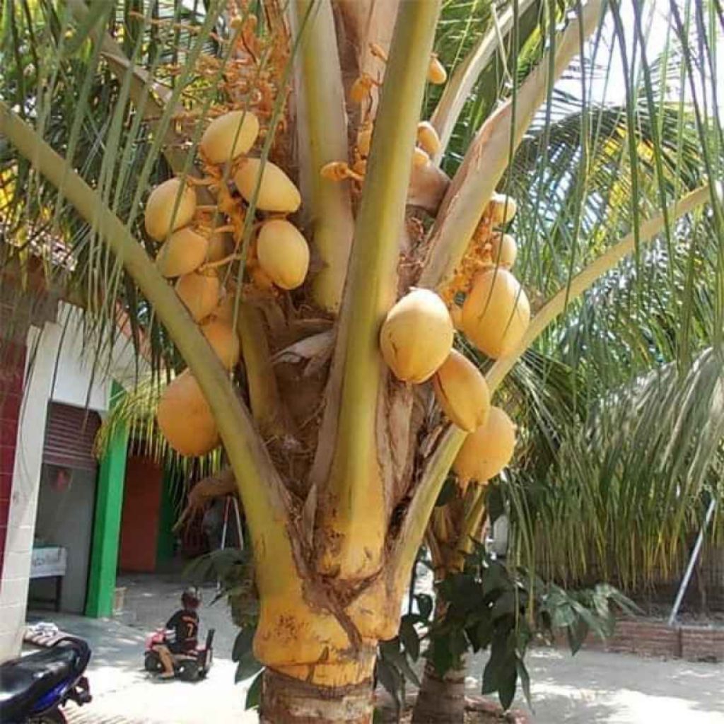 Bibit kelapa gading kuning//Kelapa gading merah//gading Genjah SUPER UNGGUL