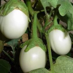 PREMIUM - Bibit Terong Bulat Putih