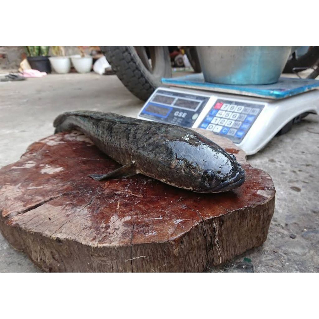 Ikan kutuk/gabus babon hidup, 65 k / kg