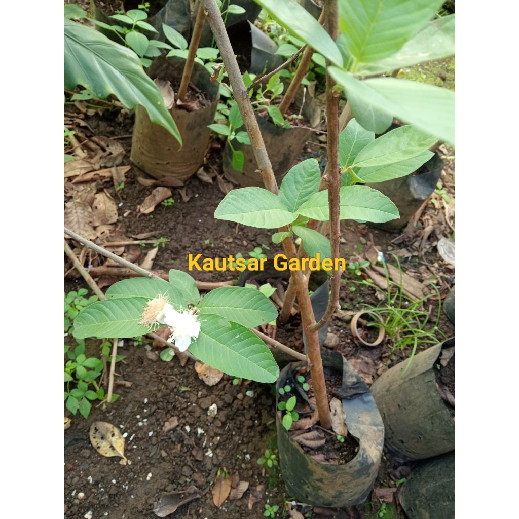 Cangkokan Tanaman Jambu Kristal Cepat Berbuah