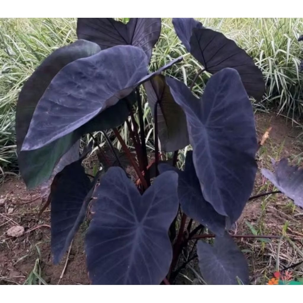 Tanaman Keladi black magic colocasia black pear keladi daun hitam